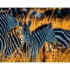 Pictura pe numere "Zebra", 40x50 cm (DY060)