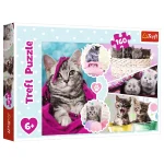 Pisici dragalașe, 160 elemente (15371)