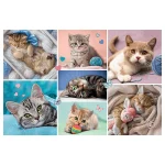 In lumea pisicilor, 100 elemente (16420) - imagine 2