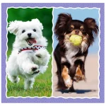 Ciinisori, 3 in 1 (34854) - imagine 4